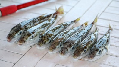 Bu balığı avlayanlara toplamda 747 bin 544 lira ödendi!