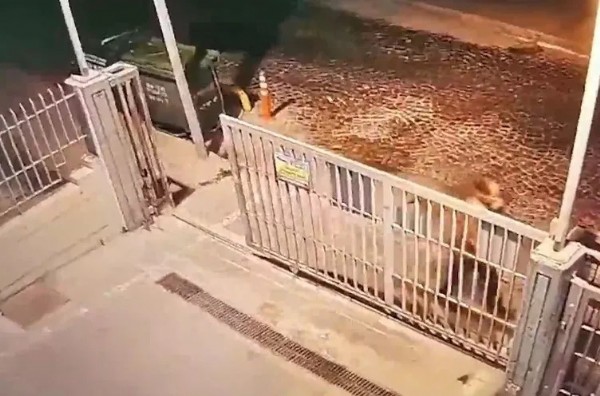 İstanbul’da başıboş köpekler adamı parçalayarak öldürdü! Otopsi raporunda korkunç detaylar!