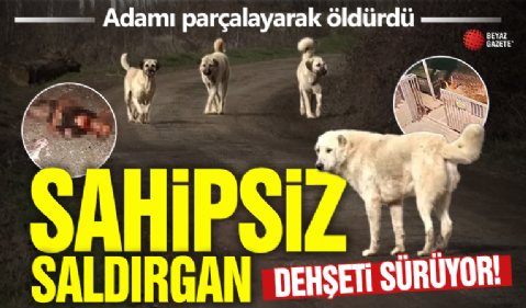 İstanbul’da başıboş köpekler adamı parçalayarak öldürdü! Otopsi raporunda korkunç detaylar!