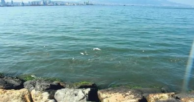 Bakanlık ekipleri harekete geçti! Körfezi kirleten yandı