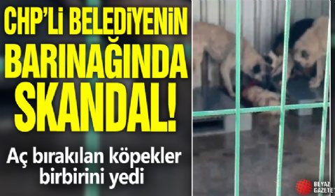 CHP’li Belediyenin barınağında skandal! Aç bırakılan köpekler birbirini yedi