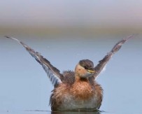 Çanakkale’de heyecanlandıran keşif! 6 yılda 50 yeni tür