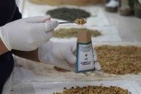 Ata Tohumlar, Atakum'dan Gelecege Tasiniyor