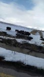 Erzurum'da Aç Kalan Domuz Sürüsü Köye Indi