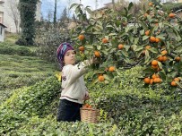 Rizeli Çiftçiler Yazin Çay, Kisin Mandalina Toplayarak Geçimlerini Sagliyor Haberi