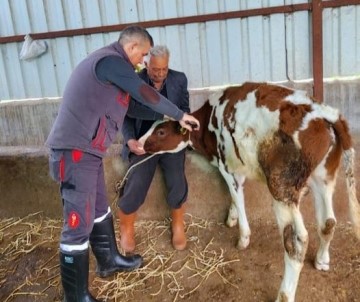 Söke'de Sap Hastaligi Için Asilama Çalismalari Devam Ediyor