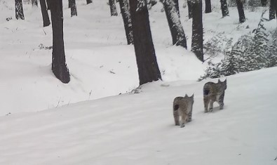 Karli Arazide Nesli Tehlikede Olan 2 Vasak Görüntülendi