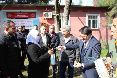 Besiri'de Çiftçilere Ücretsiz 12 Bin Adet Badem Ve Fistik Fidani Dagitildi