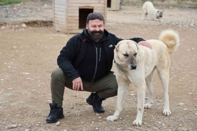 Uzmani Açikladi Açiklamasi Anadolu Aslani Kangallar, Dogal Kurt Savar