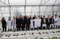 Bu Serada 12 Ay Boyunca Hasat Mümkün