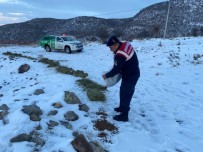 Jandarma, Karli Daglarda Yaban Ve Sokak Hayvanlarini Yalniz Birakmiyor