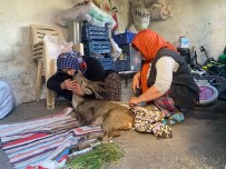 Köpeklerin Saldirdigi Karacaya Aile Sefkati Haberi