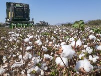 Söke'de 1 Ayda 5 Bin Ton Pamuk Ihraç Edildi