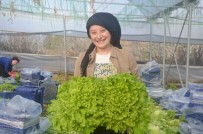 Bilecik'te 45 Milyon Adet Marul Hasadi Yapiliyor