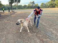 Burdur'da Köpek Dövüsü Yaptiranlara Yönelik Operasyon Görüntüleri Ortaya Çikti Haberi