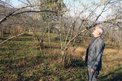 Findikta Zirai Don Riski, Serbest Piyasada Findik Fiyatini Yükseltti