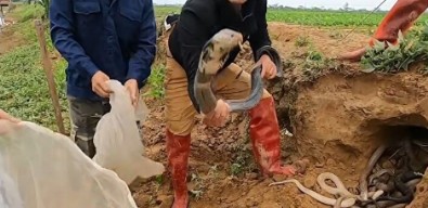 Toprağın altından çıkanlar tüm dünyayı dehşete düşürdü: Sinyal aldıkça kazdılar! Dedektörle bulup çuvallara doldurdular
