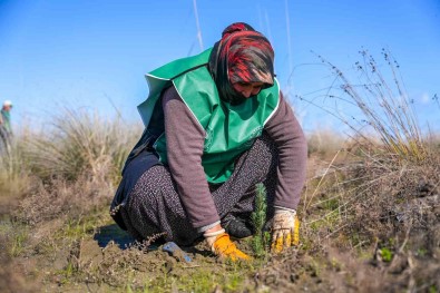 Yesil Deniz Kaplumbagalarinin Yuvasi Çöl Olmayacak