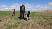 Yozgat'ta Çiftçinin Basi Tarla Fareleriyle Dertte Haberi