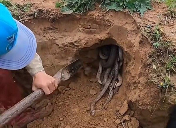 Toprağın altından çıkanlar tüm dünyayı dehşete düşürdü: Sinyal aldıkça kazdılar! Dedektörle bulup çuvallara doldurdular