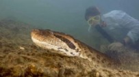 Dünyanın en büyük yılanı keşfedildi: 7 buçuk metre ve 500 kilo Haberi