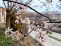 Tunceli'de Badem Agaçlari Çiçek Açti, Üretici Tedirgin