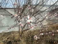 (ÖZEL) Yalanci Bahara Aldanan Agaçlar Çiçek Açti