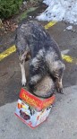 Bolu Dagi'nda Yiyecek Arayan Köpek Kafasini Tenekeye Sikistirdi