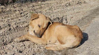 Milletvekili Ekmekci'den Ölüme Terk Edilen Köpeklerle Ilgili Açiklama Açiklamasi