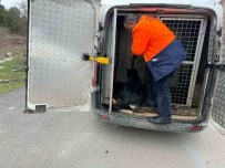Mahalleli Istedi Basi Bos Köpekleri Topladi, Hayvan Severlerle Basi Derde Girdi