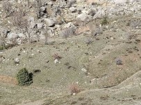 Sincik'te Dag Keçileri Sürü Halinde Görüldü Haberi