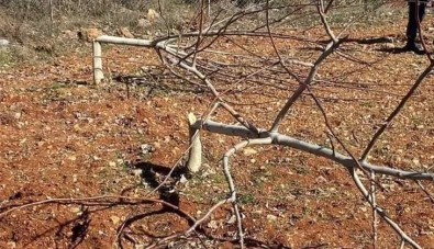 10 Yillik 450 Ceviz Bir Gecede Katledildi