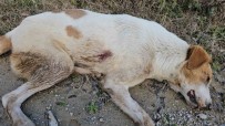 Uyusturduklari Köpekleri Ölüme Terk Eden 3 Süpheli Yakalandi Açiklamasi 21 Bin 648 Lira Cezasi Kesildi