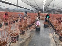 Yaban Mersini Kadinlarin Yeni Gelir Kaynagi Oldu