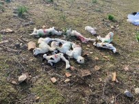 Gökçeada'da Sokak Köpekleri Agila Saldirdi, Kuzulari Telef Etti