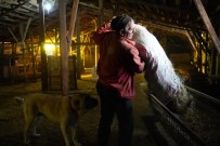 Bayburt'taki Besici Eksi 25 Derecede Hayvancilik Isini Severek Yapiyor Sürüsüne Gözü Gibi Bakiyor Haberi