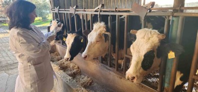 Çanakkale'de 205 Bin Büyükbas Hayvan Sap Hastaligina Karsi Asilanacak