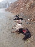 Diyarbakir'da Sokak Köpekleri 15 Keçiyi Telef Etti