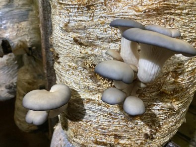 Ögrencisi Oldugu Ilkokulda Istiridye Mantari Üretiyor