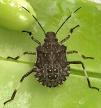 Yilmaz Açiklamasi 'Kahverengi Kokarcaya Karsi Tedbir Alinmazsa Zarar Daha Da Artacak'