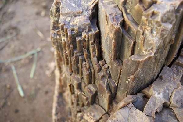 Uşak'ta yol yapımı sırasında bulundu: 16 milyon yıllık! Dünyada çok nadir rastlanıyor