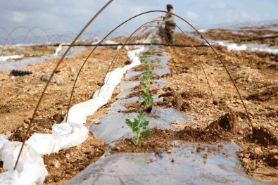 Adana Karpuzunda Fideler Toprakla Bulustu