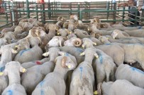 Manisali Üreticilere Koç Destegi Geliyor