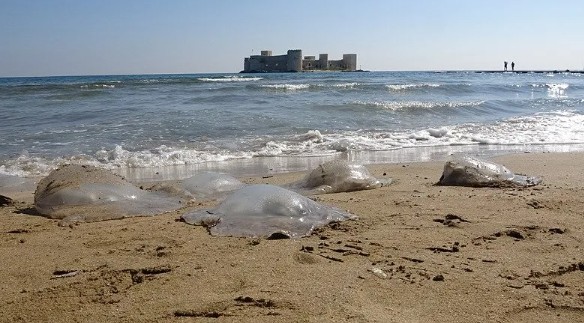 Akdeniz sahillerinde korkutan tehlike: Ölüsüne bile dokunmayın!
