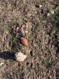 Afyonkarahisar'da Patlamamis El Bombasi Bulundu