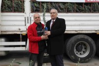 Çamelili Çiftçilere 5 Bin Adet Zeytin Fidani Dagitildi