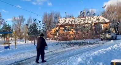 Güvercinlerile Dost Oldu, Ömrünün Yarisini Onlari Besleyerek Geçirdi
