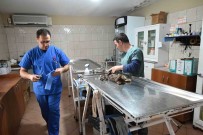 Kemer Belediyesinden 'Can Dostlarina' Yardim Eli