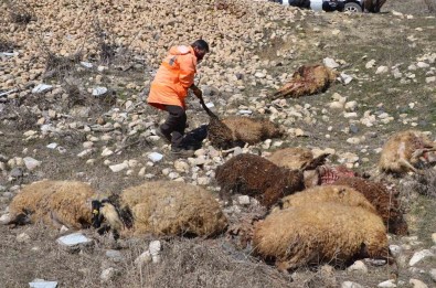 Mus'ta 80 Adet Küçükbas Telef Oldu