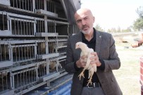 Karaman'da Kendi Yumurtalarini Üretmeleri Için Köylülere Tavuk Ve Horoz Dagitildi